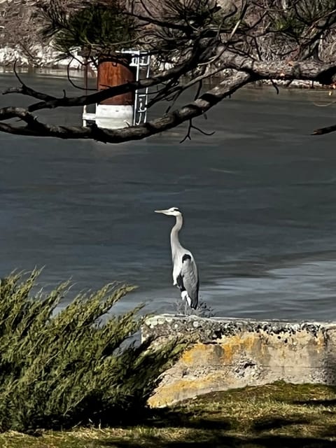 Day, Natural landscape, Animals, Lake view