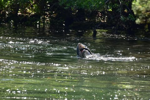 Large Waterfront canal home W Kayaks and covered boathouse House in Florida