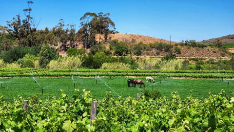 Natural landscape, Garden, Animals