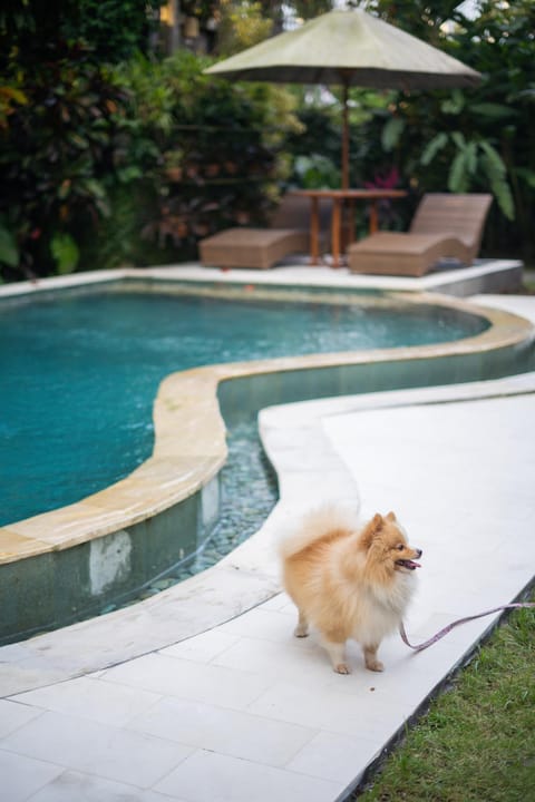 Day, Pets, Pool view, Swimming pool