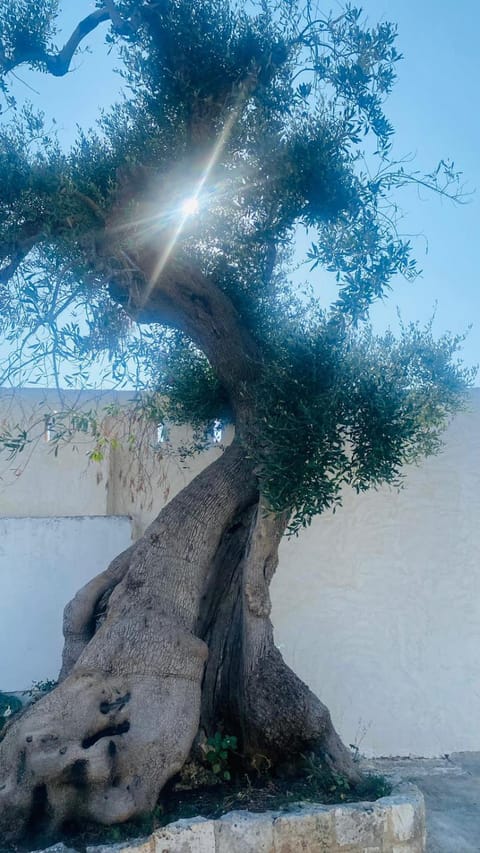 Villa Maria Villa in Carovigno