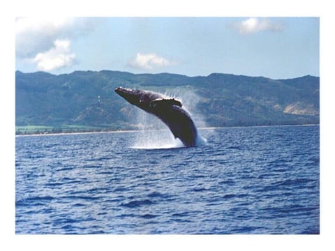 Northshore Oceanfront Home- 5 bedroom and 4 bath House in Waialua