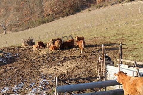 Agriturismo Natura e Gusto fattoria didattica Farm Stay in Abruzzo