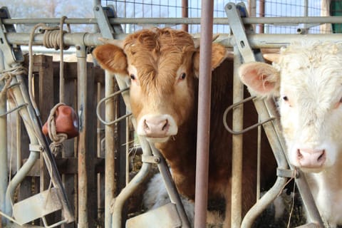 Agriturismo Natura e Gusto fattoria didattica Farm Stay in Abruzzo