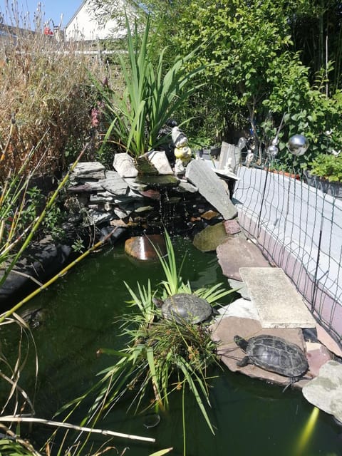 Day, Natural landscape, Garden, Garden view