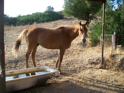 Agriturismo Farris Massimo Farm Stay in Sardinia