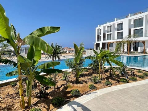 Pool view, Swimming pool, sunbed