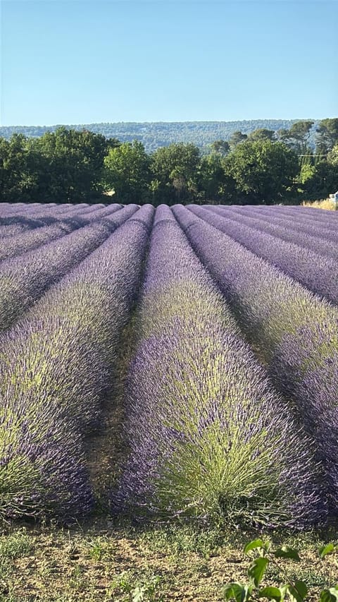 Appartement Confortable en Provence Apartment in Le Puy-Sainte-Réparade