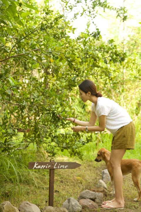 Natural landscape, Garden, Guests