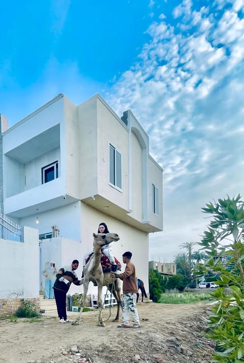 Property building, Nearby landmark, Day, People, Horse-riding, Animals, group of guests
