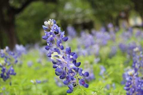 Explore Austin & San Antonio with friends & family House in Kyle