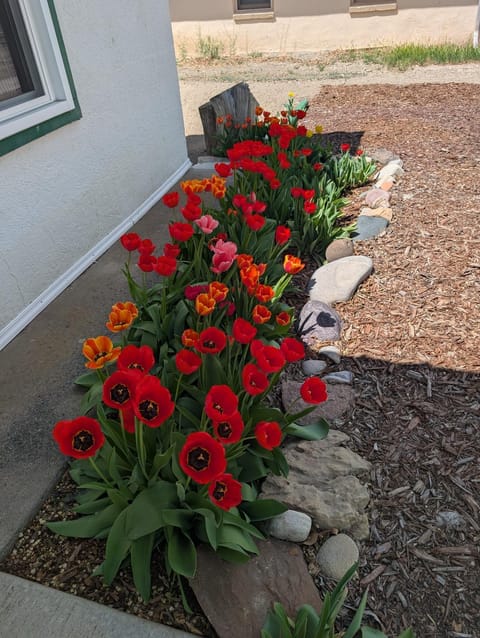 AG House, Recreaters,Work Remote, Surgery, Healing ADA, Pets, Parking House in Montrose