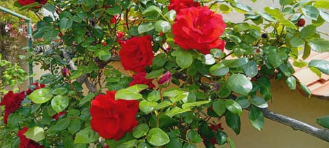 Sweet villa view 26 Apartment in Provence-Alpes-Côte d'Azur