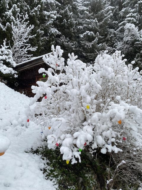 Winter, Garden, Garden, Garden view, Garden view