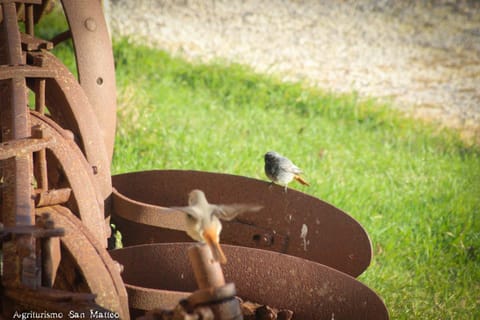 Decorative detail, Animals