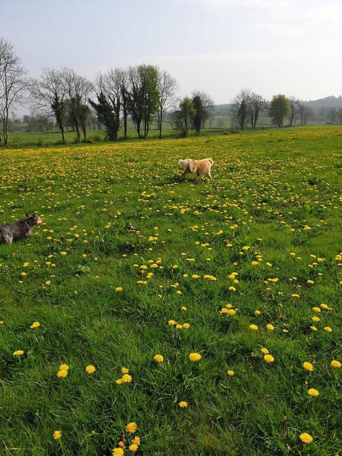 Nellies Cottage B&B & Log Cabins Cabin in Longford
