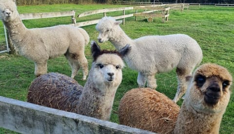 The Little Willow House in Hamilton