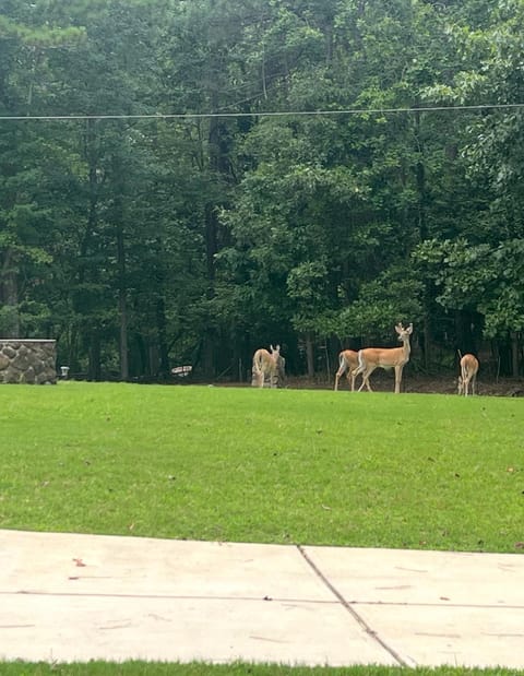 Lake Lanier Retreat Dock, Views & Golf Cart House in Lake Lanier