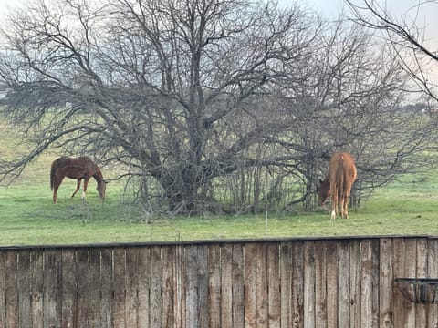 View (from property/room), Animals