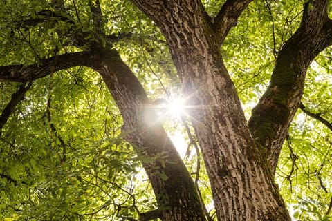 Casa Verde Dornbirn Apartment in Vorarlberg, Austria