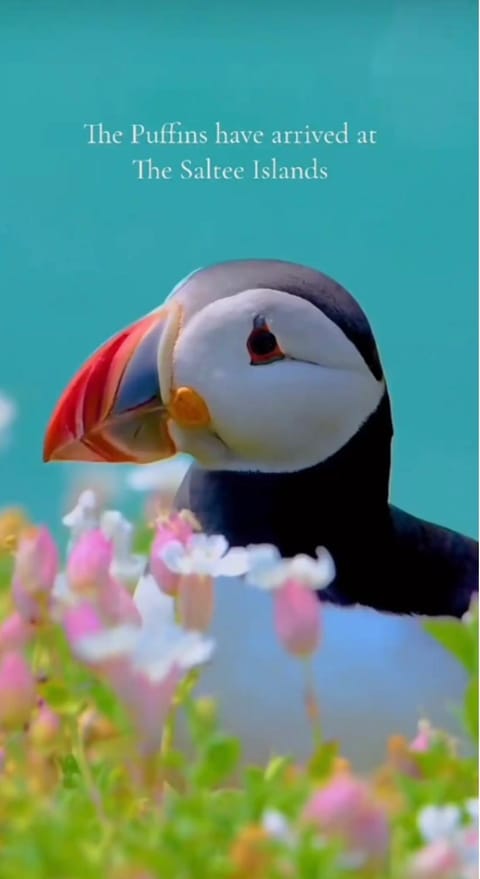 Quiet Room in Wexford with Local Charm Vacation rental in Ireland