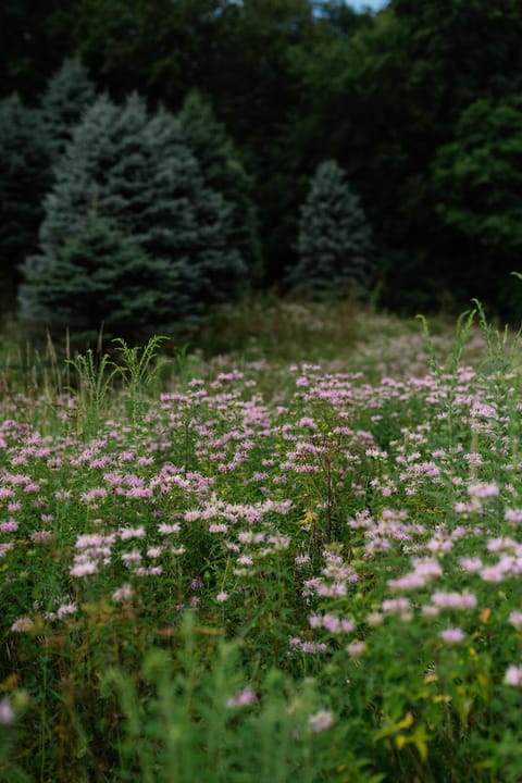 Cozy Log Cabin Secluded haven off the IA River Cabin in Iowa
