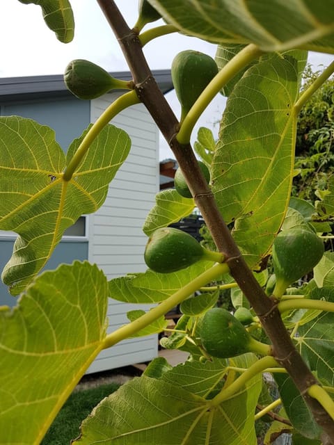 Natural landscape, Garden, Garden view