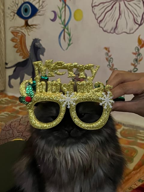 Restaurant/places to eat, Pets