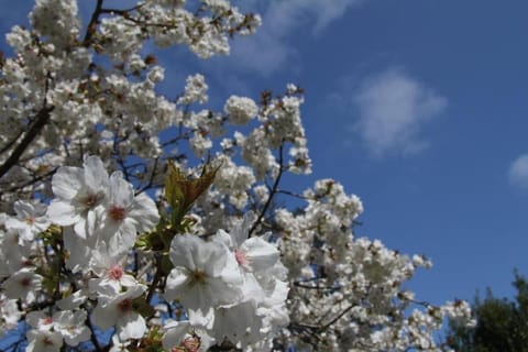 Luxury Detached Hideaway near town, beach and woods House in Wales