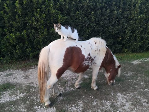 La Fattoria Barbini B&B Bed and Breakfast in Viterbo