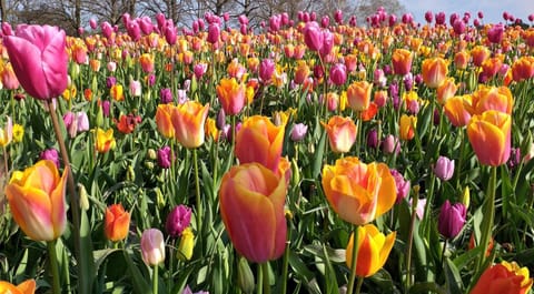 Spring