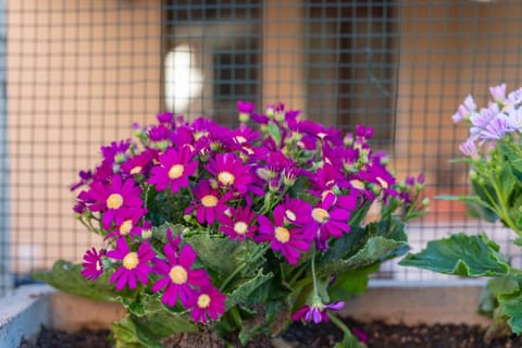 Blue Sky Apartment in Alghero