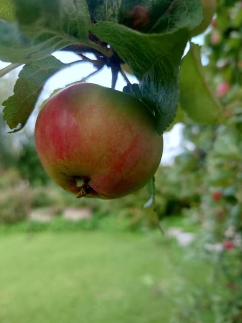 Vista Apartment in Finland