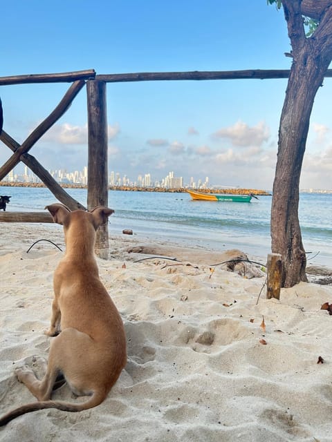 Beach, Pets
