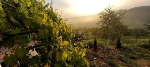 Negovanovic Vikendica Apartment in Serbia