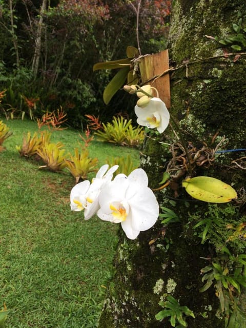 Spring, Day, Garden, Garden view