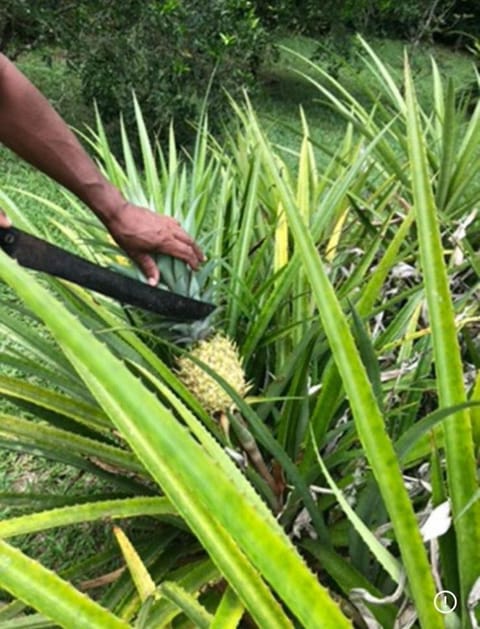 Spring, Day, Natural landscape, Garden, Garden view