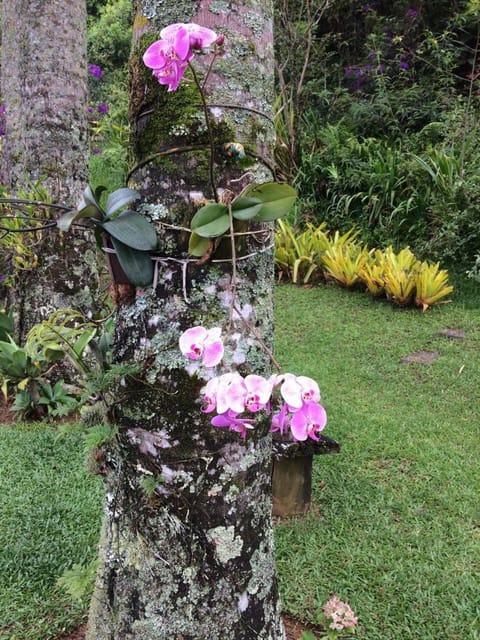 Spring, Day, Garden, Garden view