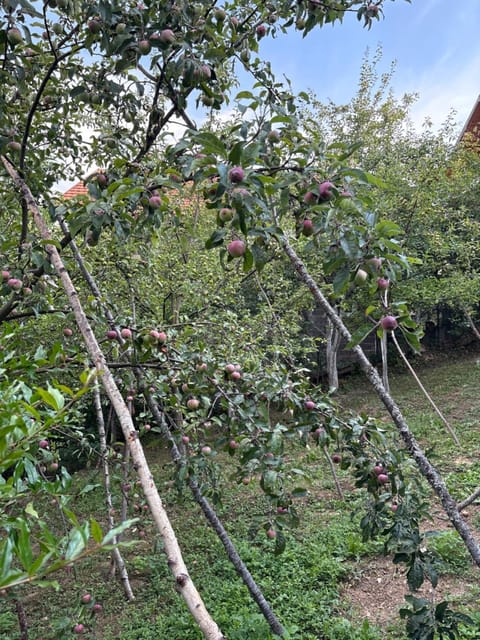 Zenn Apartments Sarajevo Apartment in Sarajevo