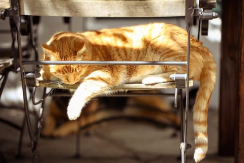 Jacaranda Wine And Guestfarm Farm Stay in Cape Town