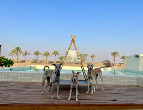 Natural landscape, Pets, Pool view, Swimming pool, pet friendly