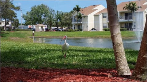 Beachside Pond View Retreat - BC155 Apartment in Indian Harbour Beach