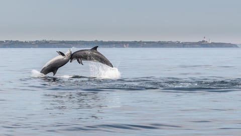 Villa Locmaria Villa in Finistere