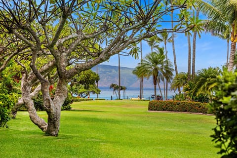 Napili Shores F145 Apartment in Kapalua