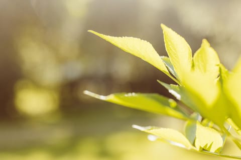 2 Persoons Comfort Bockmillen Woltzdal Campground/
RV Resort in Luxembourg