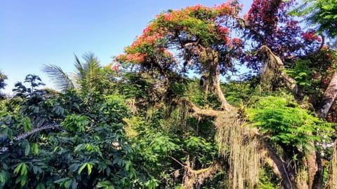 Spring, Natural landscape, Garden, Garden view