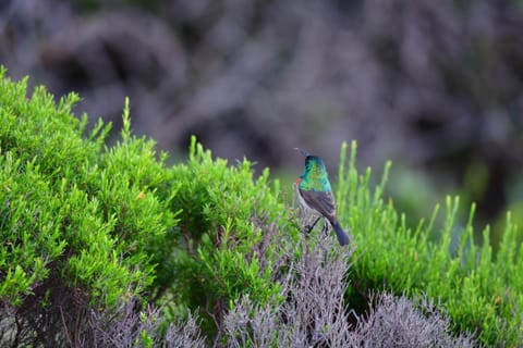 sunbird cottage House in Eastern Cape