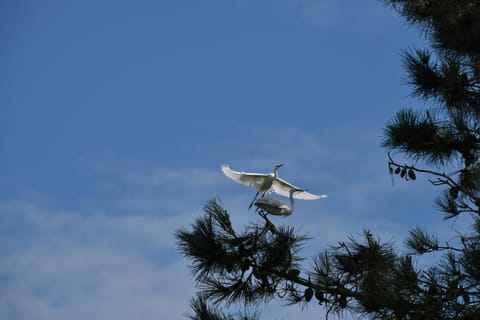 sunbird cottage House in Eastern Cape