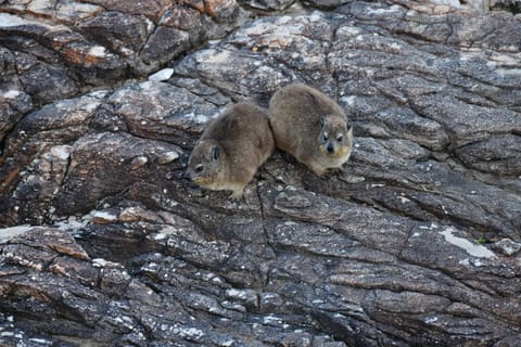 sunbird cottage House in Eastern Cape