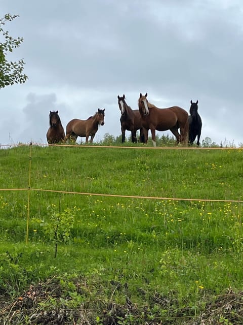 Feriehus midt mellom Tromsø og Senja House in Troms Og Finnmark